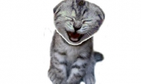 Smiling Cat