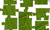 Jigsaw: Leaf Veins