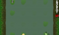 Merry Frog